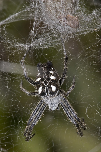 Tropical Tent-web Spider