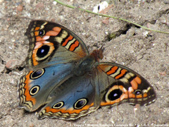 Junonia genoveva hilaris