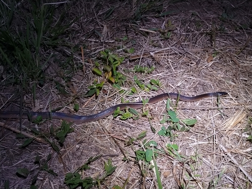 Photo of a Two-colored Mussurana (Mussurana bicolor)