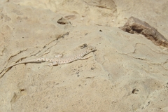 Mesalina brevirostris