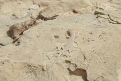 Mesalina brevirostris