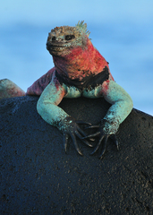 Marine Iguana photo 2
