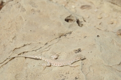 Mesalina brevirostris