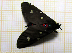 Euclera rubricincta