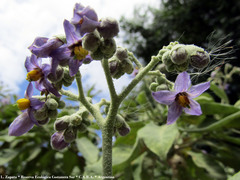 Solanum granulosoleprosum