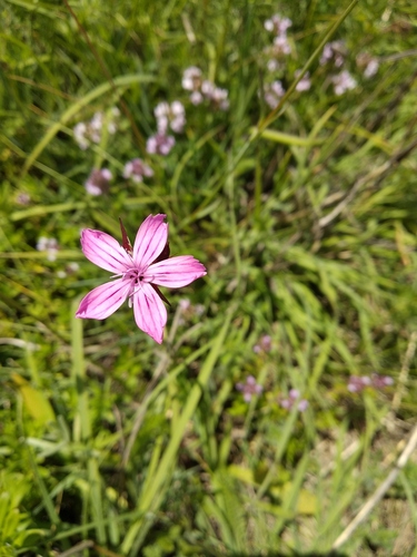 Carthusian Pink