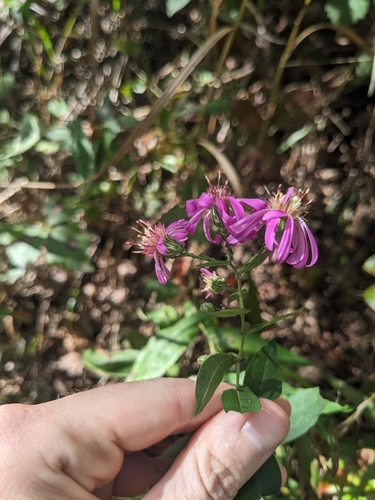 Thinleaf Late Purple Aster (Symphyotrichum phlogifolium)