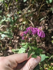Symphyotrichum phlogifolium