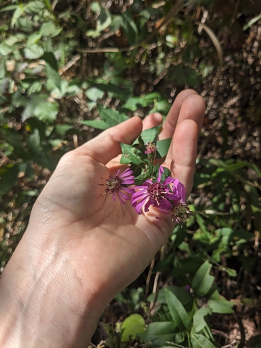 Image of Symphyotrichum phlogifolium by (c) Alaina Krakowiak, some rights reserved (CC BY)