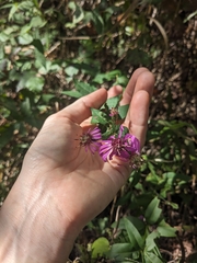 Symphyotrichum phlogifolium, photograph (c) Alaina Krakowiak, some rights reserved (CC BY)