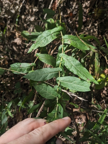 Image of Symphyotrichum phlogifolium by (c) Alaina Krakowiak, some rights reserved (CC BY)
