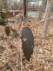 Viburnum rhytidophyllum