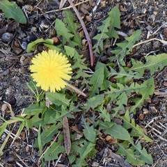 Taraxacum officinale