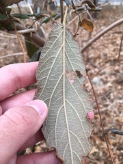 Viburnum rhytidophyllum