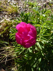 Paeonia officinalis