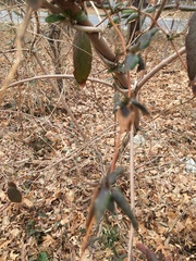 Viburnum rhytidophyllum