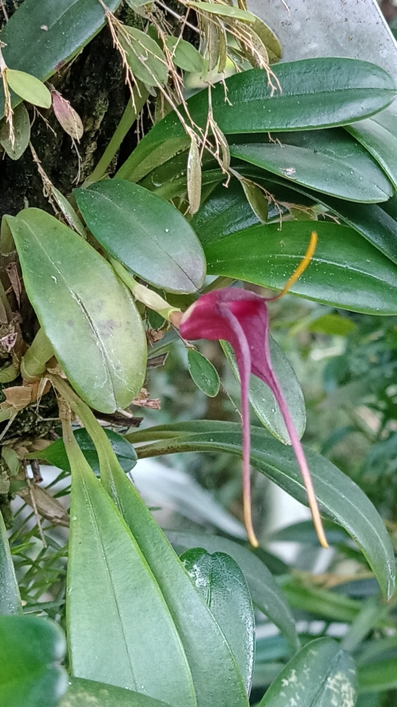 Masdevallia calura