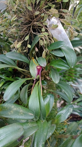 Masdevallia calura, photograph 1