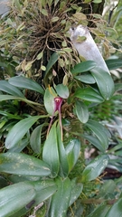 Criss Acuña, CC BY, iNaturalist via GBIF Masdevallia calura, photograph Criss Acuña, CC BY, iNaturalist via GBIF