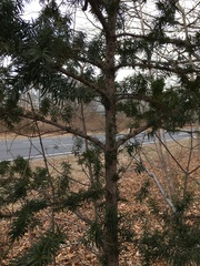 Taxus cuspidata