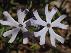 Phlox bifida