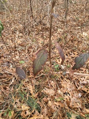 Viburnum rhytidophyllum