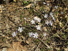 Phlox bifida