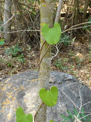 Aristolochia taliscana