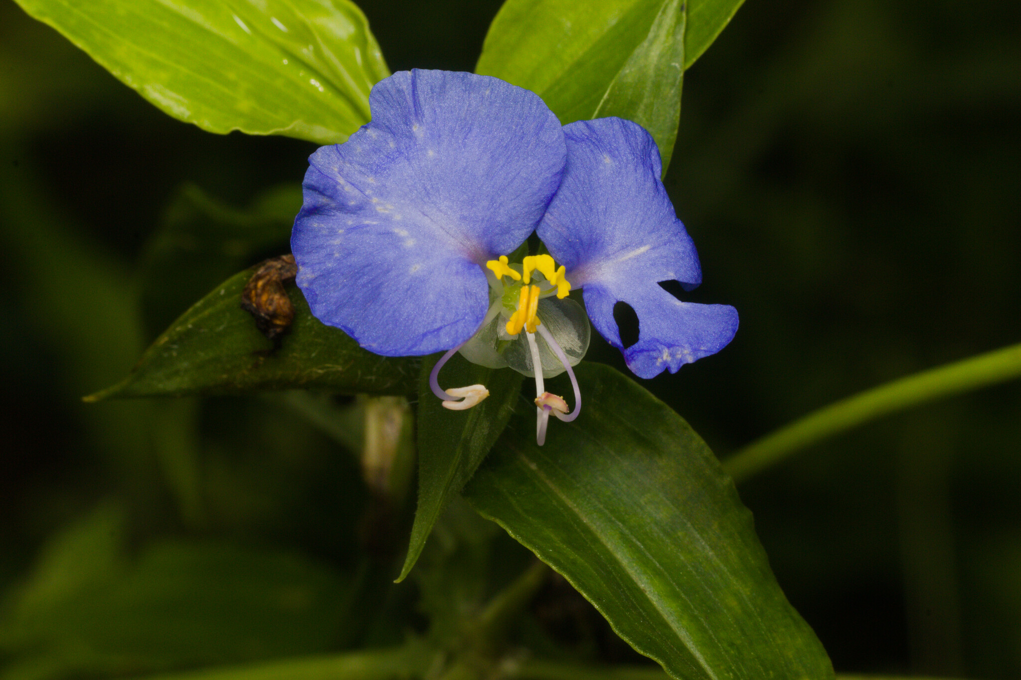 Commelina erecta