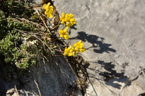 Image of Draba oligosperma by no rights reserved