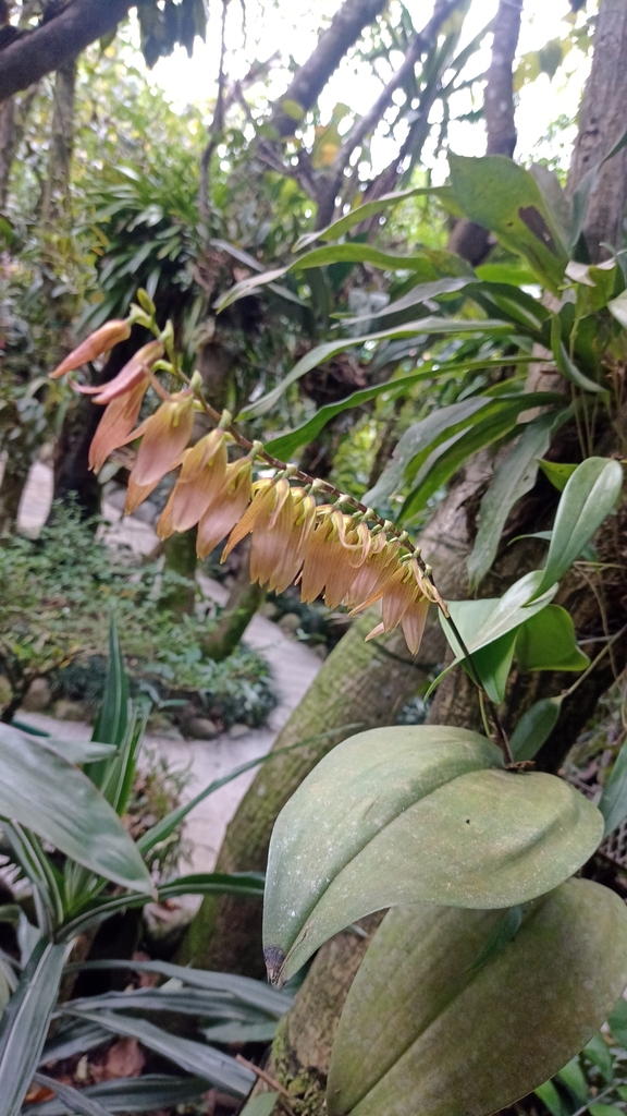 Stelis gigantea