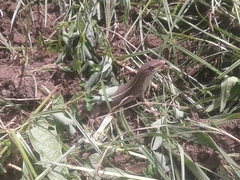 Gerrhosaurus nigrolineatus