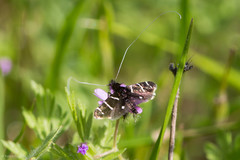 Adela trigrapha