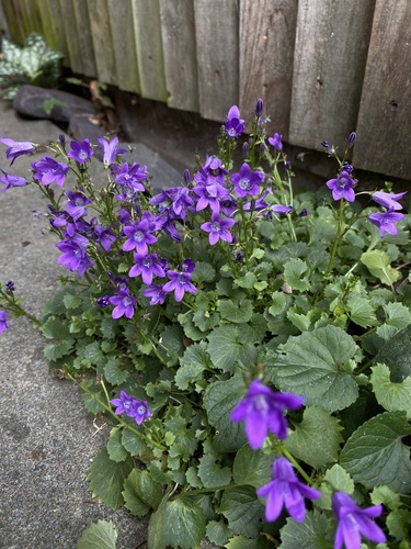 Campanula portenschlagiana