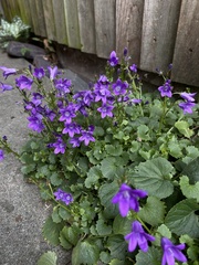 Колокольчик портеншлага (Campanula portenschlagiana): происхождение и применение — фото 3