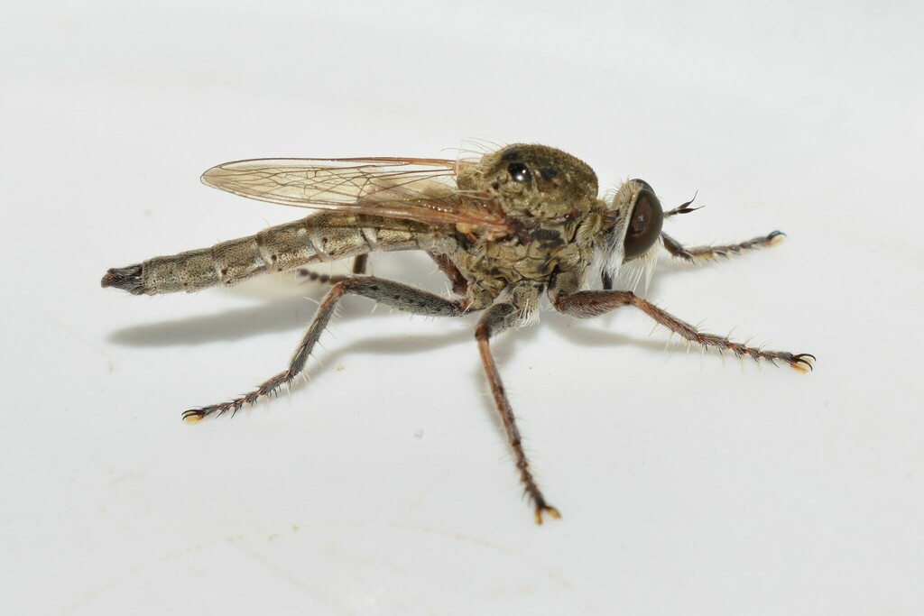 Neoepitriptus inconstans