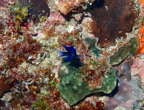 Chrysiptera notialis