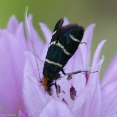 Adela trigrapha