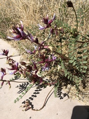 Astragalus preussii