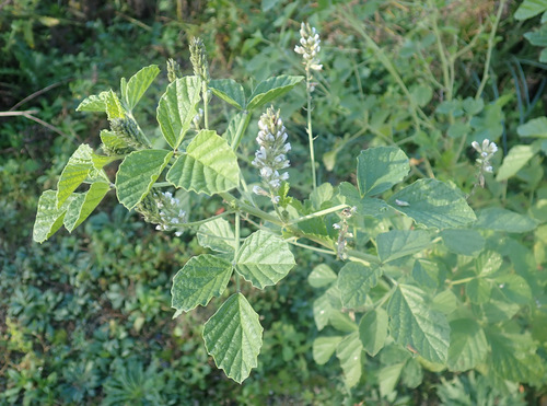 Foto de Amor-do-campo