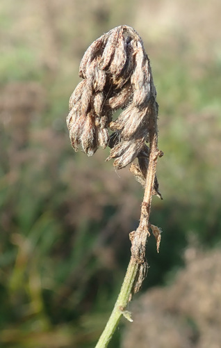 Foto de Amor-do-campo