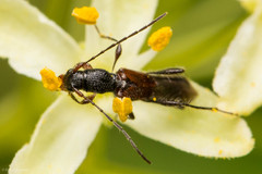 Molorchus longicollis
