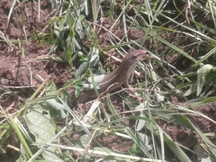 Gerrhosaurus nigrolineatus