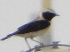 Oenanthe hispanica