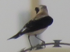 Oenanthe hispanica