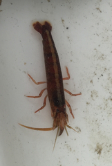 Betaeopsis aequimanus