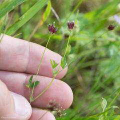Trifolium oliganthum