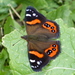 Chatham Islands Red Admiral - Photo (c) Lloyd Esler, some rights reserved (CC BY-NC), uploaded by Lloyd Esler