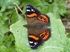 Chatham Islands Red Admiral - Photo (c) Lloyd Esler, some rights reserved (CC BY-NC), uploaded by Lloyd Esler