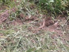 Gerrhosaurus nigrolineatus